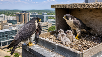 peregrine falcon live mayo clinic